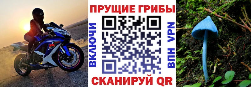 blacksprut как зайти  Камышин  Псилоцибиновые грибы GOLDEN TEACHER  сколько стоит 